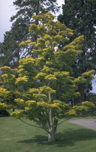 Japanse Esdoorn - Acer shirasawanum 'Aureum' (Goudesdoorn)