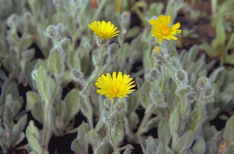 Havikskruid - Hieracium villosum