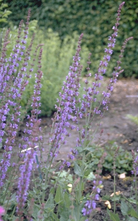 Salie - Salvia x sylvestris 'Lye End'