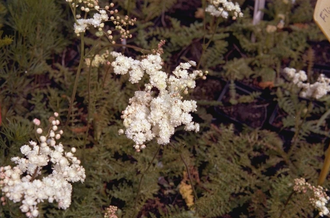 Knolspirea - Filipendula vulgaris 'Multiplex'