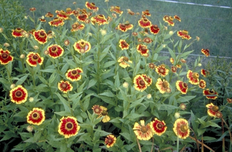 Sonnenblume - Helenium 'Biedermeier