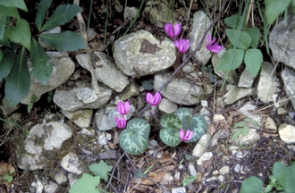 Alpenveilchen - Cyclamen purpurascens