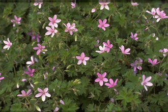 Ooievaarsbek - Geranium nodosum 'White Leaf'