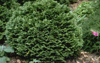 Kalifornische Zypresse - Chamaecyparis lawsoniana 'Minima Glauca'.
