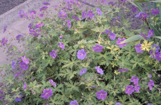 Ooievaarsbek - Geranium 'Blue Sunrise'