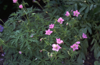 Ooievaarsbek - Geranium clarkei 'Kashmir Pink'