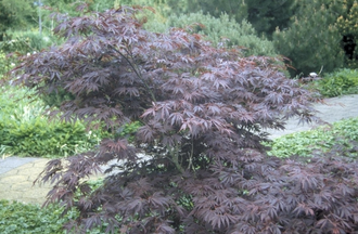 Japanse Esdoorn - Acer palmatum 'Burgundy Lace'