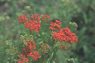Gemeine Schafgarbe - Achillea millefolium 'Red Beauty