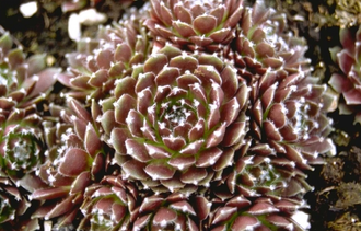 Huislook - Sempervivum 'Silberkarneol'