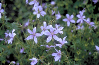 Ooievaarsbek - Geranium asphodeloides 'Prince Regent'