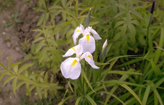 Lis - Iris 'White Swirl'