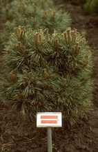 Grove den - Pinus sylvestris 'Hibernia'
