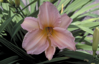 Daglelie - Hemerocallis 'Dance Ballerina Dance'