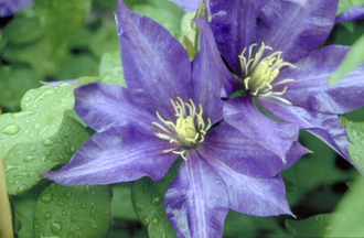 Steine des Waldes - Clematis 'Daniel Deronde