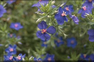 Guichelheil - Anagallis monellii 'Bluebird'