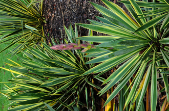 Palmlelie - Yucca glauca