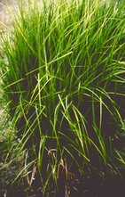 Palmzegge - Carex muskingumensis