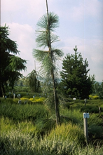 Ponderosaden - Pinus ponderosa 'Pendula'