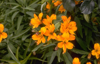 Peruanische Lilie - Alstroemeria aurea 'Orange King