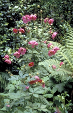 Schijnpapaver - Meconopsis napaulensis 'Roze'