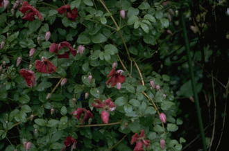 Italienische Clematis - Clematis viticella 'Kermesina