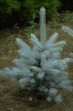Blauwe Spar - Picea pungens 'Edith'