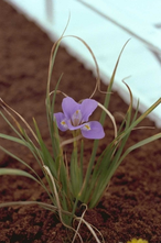 Winteriris - Iris unguicularis