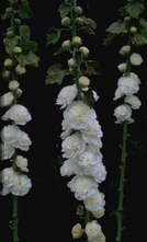 Stockrose - Alcea rosea 'Pleniflora' weiß