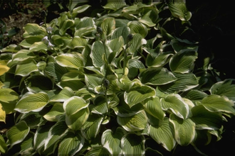 Hartlelie - Hosta 'Shade Fanfare'