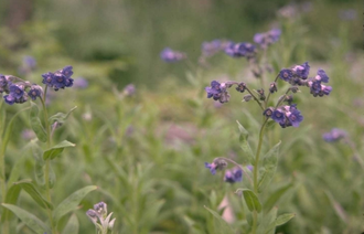 Himalaya-hondstong - Cynoglossum nervosum