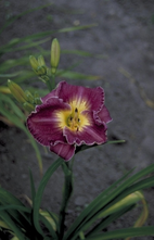 Daglelie - Hemerocallis 'Court Magician'