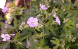 Gevlekte ooievaarsbek - Geranium maculatum