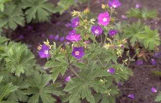 Bosooievaarsbek - Geranium sylvaticum 'Meran'