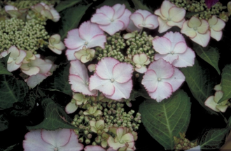 Hortensie - Hydrangea macrophylla 'Love you Kiss'