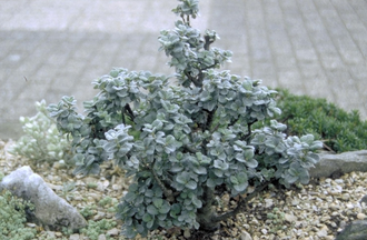 Zwergweide - Salix 'Boydii'