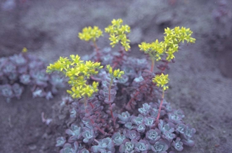 Vetkruid - Sedum spathulifolium 'Purpureum'
