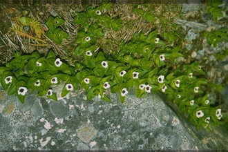 Zweedse Kornoelje - Cornus suecica (Vaste plant)