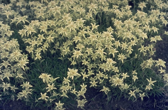 Alpen-Edelweiss - Leontopodium alpinum 'Mignon'