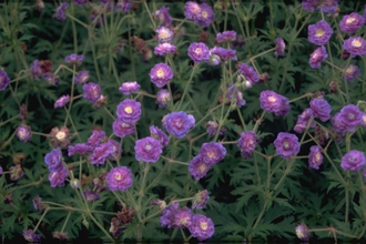 Beemdooievaarsbek - Geranium pratense 'Plenum Violaceum'