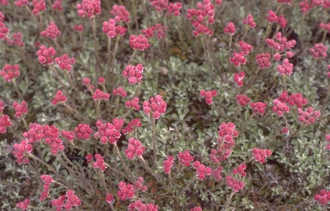 Rozenkransje - Antennaria dioica 'Rotes Wunder'