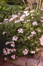 Reigersbek - Erodium absinthoides var. amanum