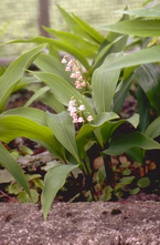 Lelie van Dalen - Convallaria majalis 'Rosea'