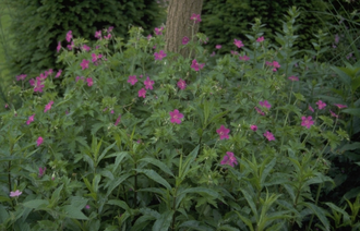 Ooievaarsbek - Geranium palustre