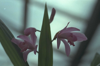 Japanse orchis - Bletilla striata