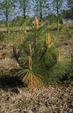 Japanse rode den - Pinus densiflora 'Kandelaber'