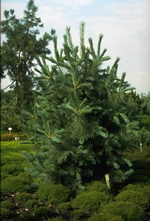 Balkanden - Pinus peuce