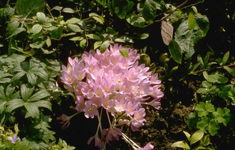 Colchicum 'Giant' - Herbstkrokus