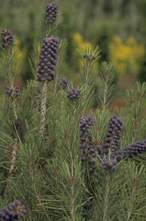 Japanische Rotkiefer - Pinus densiflora 'Umbraculifera