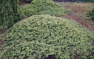 Fijnspar - Picea abies 'Repens'