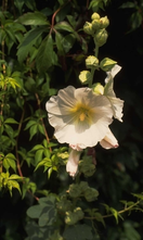 Stockrose - Alcea rosea weiß